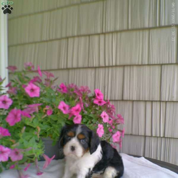 Duchess, Cavalier King Charles Spaniel Puppy